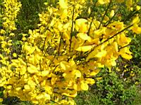 Genets (2008-05 - Jarnioux) (2)